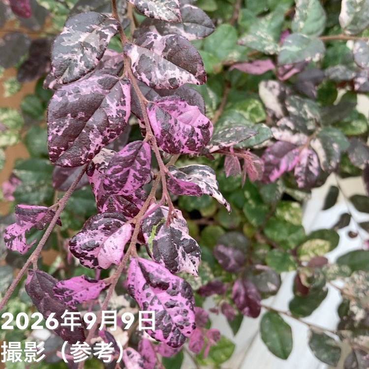 トキワマンサク 七彩 8号｜花木04-PA | 花木・庭木 | 赤塚植物園