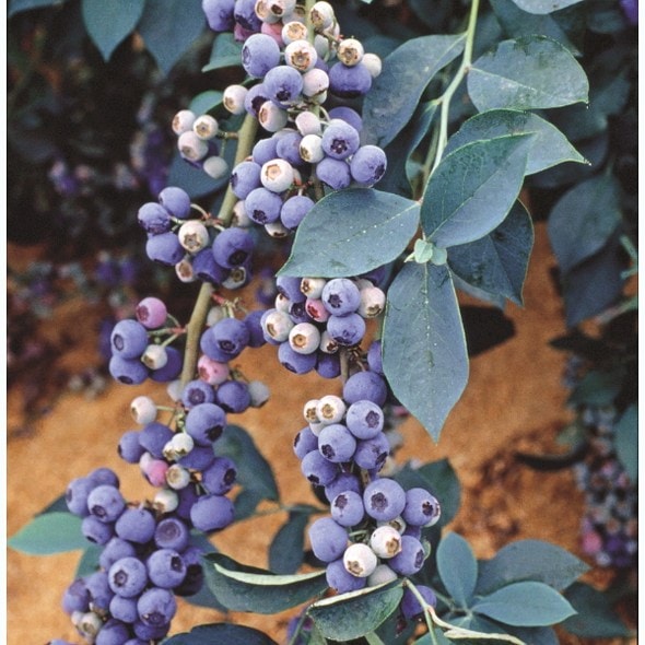 ブルーベリー ラビットアイ系 ウィトゥ 4.5～5号 PVP｜果樹04-PA