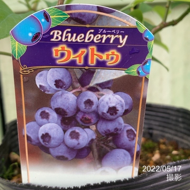 ブルーベリー ラビットアイ系 ウィトゥ 4.5～5号 PVP｜果樹04-PA