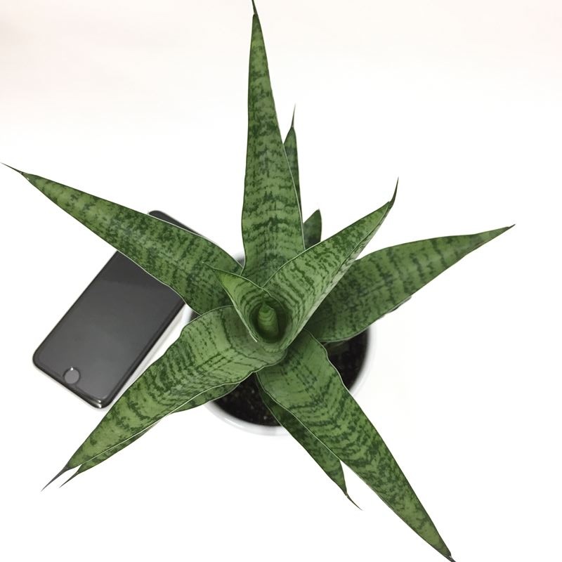 サンスベリア　ハイブリット　ホーリー　陶器鉢　植え込み発送 サンスベリア 3.5号 ハイブリッド 'ホーリ' 生産鉢仕様｜観葉02-D2