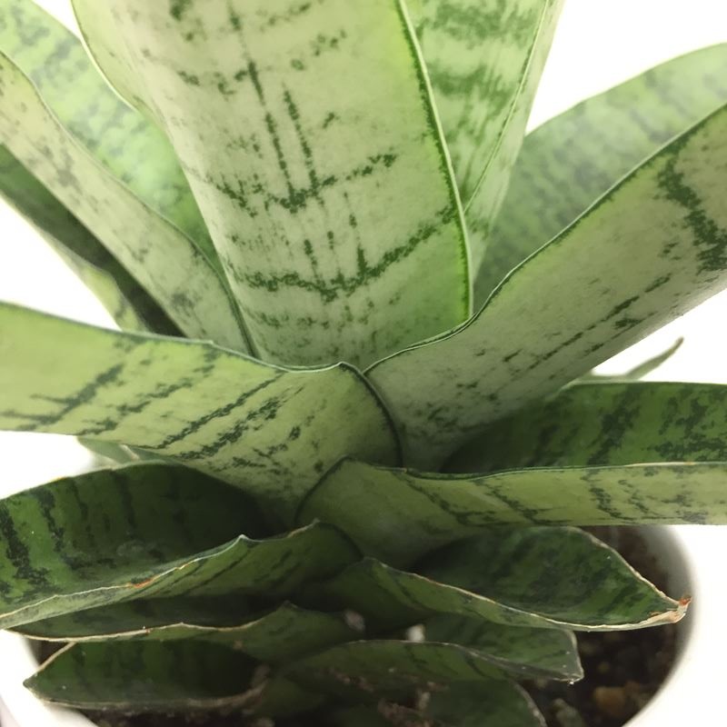 珍しい サンスベリア ハイブリッド ホーリ 3 5号 白陶器鉢仕様 赤塚植物園自社生産 サンスベリア サンセベリア 赤塚植物園オンライン 花の音