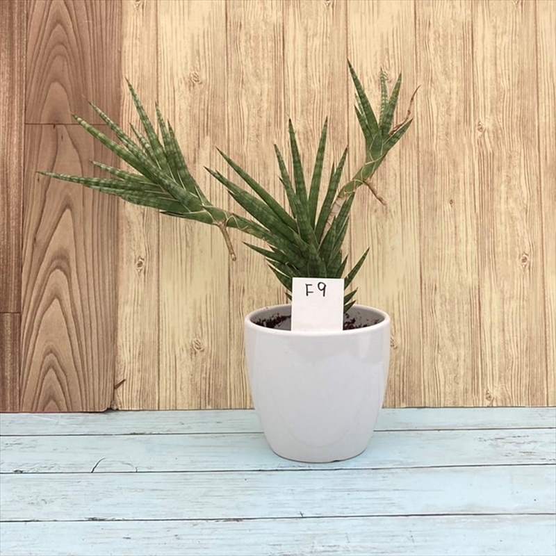 一点物 珍しい サンスベリア フランシシー 4号 白陶器鉢 F9 赤塚植物園自社農場 サンスベリア サンセベリア 赤塚植物園オンライン 花の音 一点物 珍しい サンスベリア フランシシー 4号 白陶器鉢 F9 赤塚植物園自社農場 サンスベリア サンセベリア 赤塚植物園オンライン 花の音