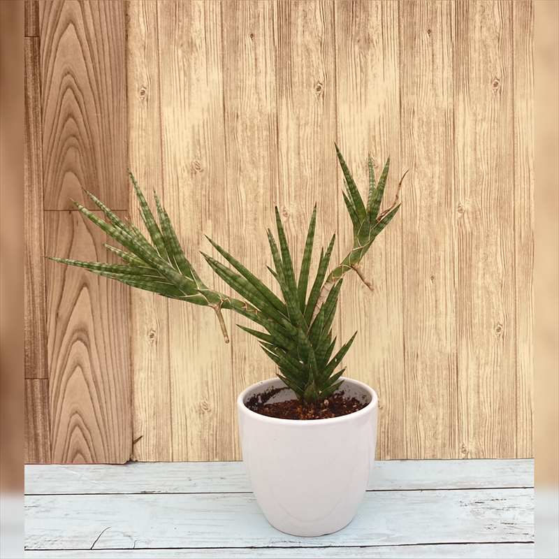 サンセベリア フランシー 曲がり 陶器鉢植 Www Globuscenter Az