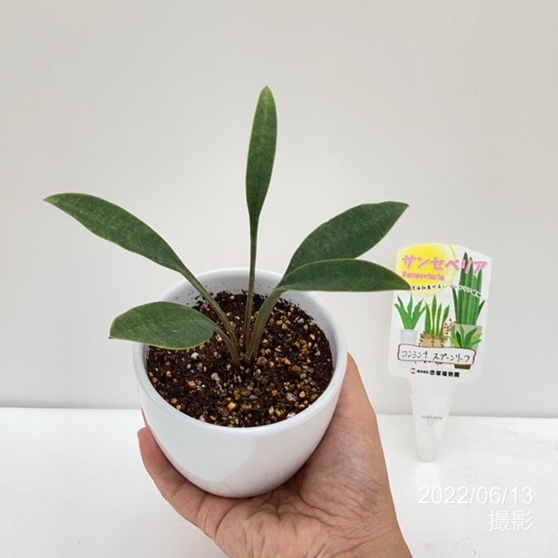 期間限定10％OFF！】サンスベリア 3.5号 コンシンナ スプーンリーフ 白