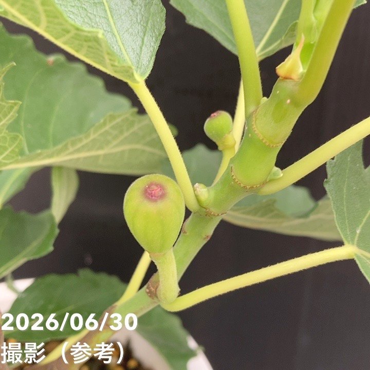 予約】充実株 イシヅキ農園さん イチジク ネグローネ 6号 2年生苗※2026