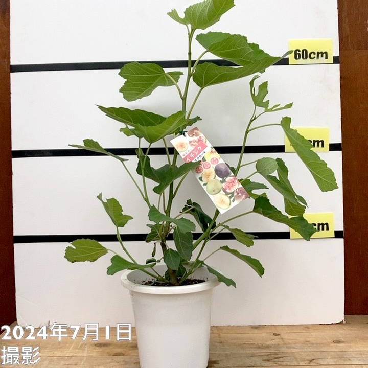 イチジク苗ネグローネ　3年生　鉢直径35cm イチジク苗ネグローネ 3年生 鉢直径35cm - メルカリ