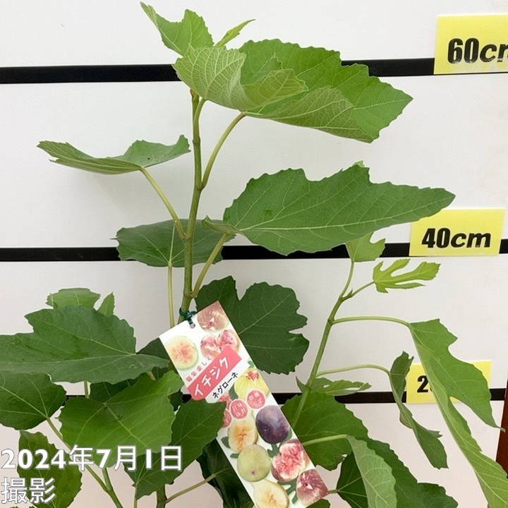 充実株 イシヅキ農園さん イチジク ネグローネ 6号 2年生苗｜果樹10-TU