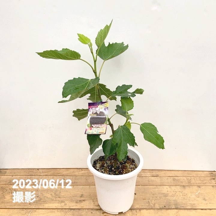 3532 農薬不使用 イチジク 6バナーネ取り木苗 3532 農薬不使用 イチジク 6バナーネ取り木苗