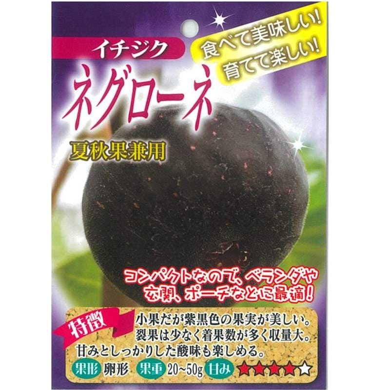 イチジク苗10株セット 楽天市場】プランター（種類（植物）イチジク）（苗物