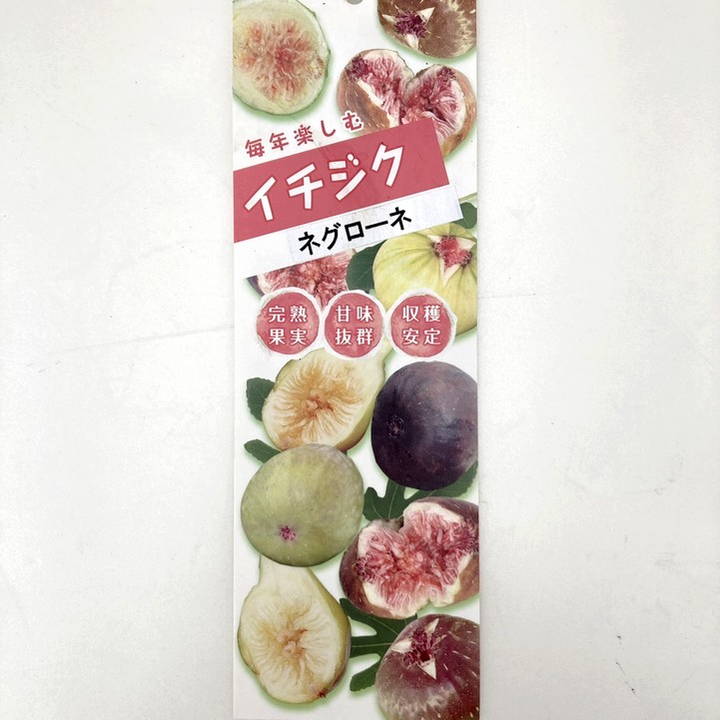 充実株 イシヅキ農園さん イチジク ネグローネ 6号 2年生苗