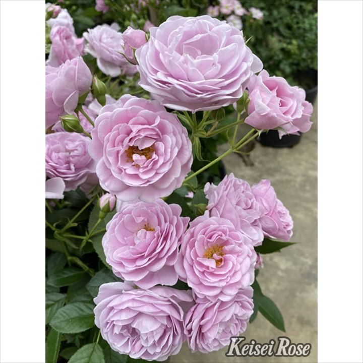 バラ大苗 プロローグ 4.5号ロングポット 京成バラ園芸｜花木04-PA