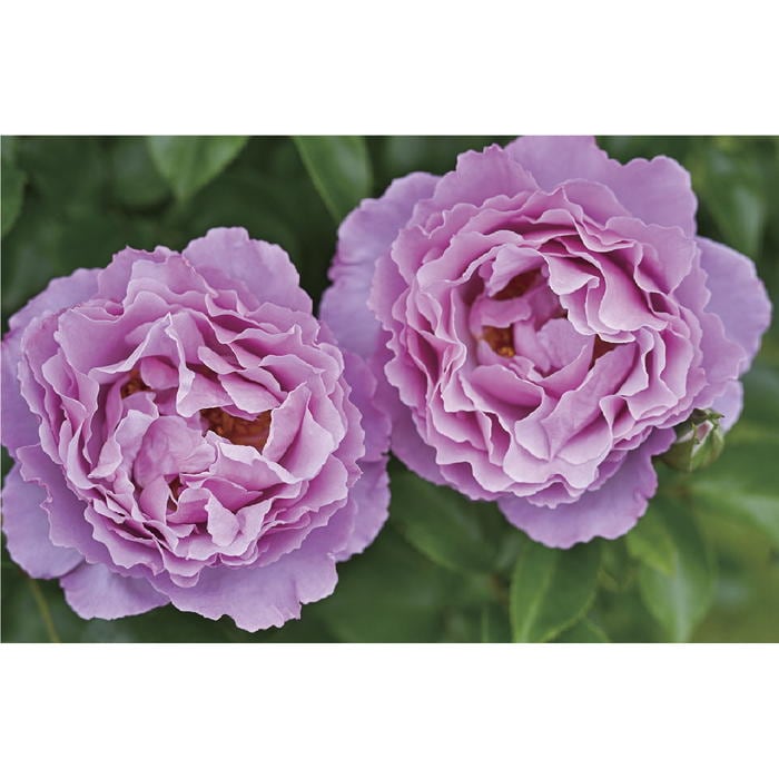 バラ新苗 アレキサンドラ・ダビッド・ニール 4号 Delbard デルバール