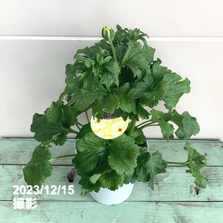 ラナンキュラス ゼオスキン 新品 4点セット 毛穴セット ZO SKIN HEALTH - さおり皮ふ科クリニック オンラインショップ