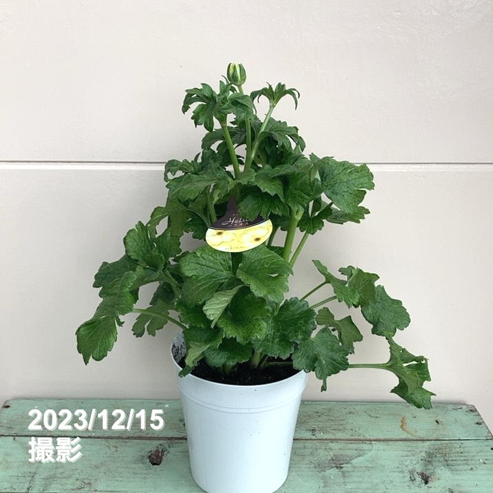 ラナンキュラス ラックスシリーズ 5号 ハリオス｜草花04-PA | 草花