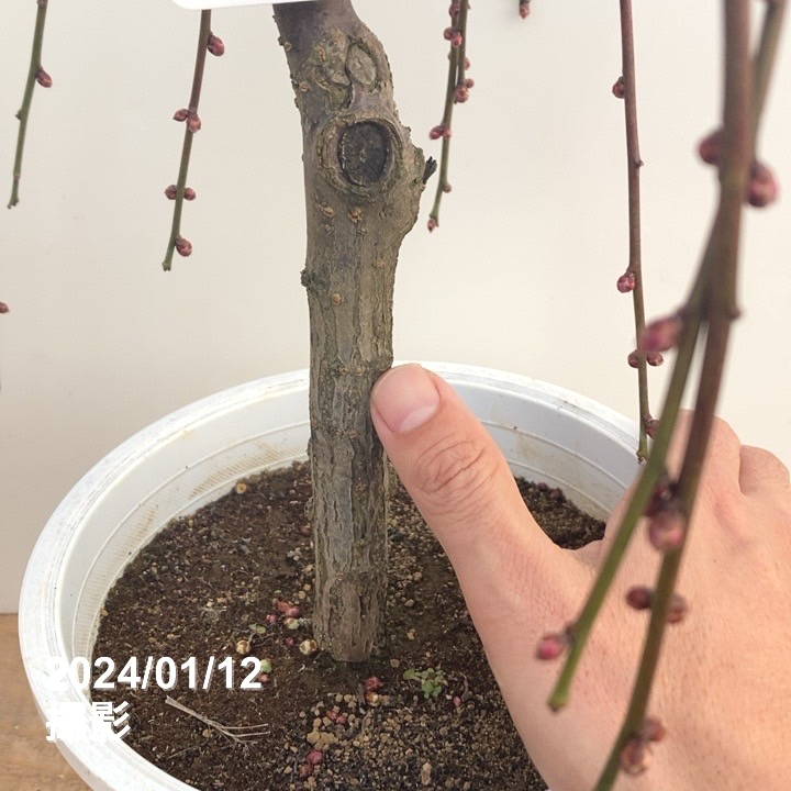 しだれ梅 赤 6号｜花木10-TU | 花木・庭木,サクラ・梅 | 赤塚植物園