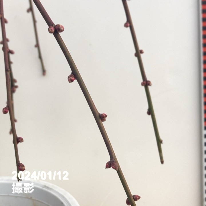 しだれ梅 赤 6号｜花木10-TU | 花木・庭木,サクラ・梅 | 赤塚植物園