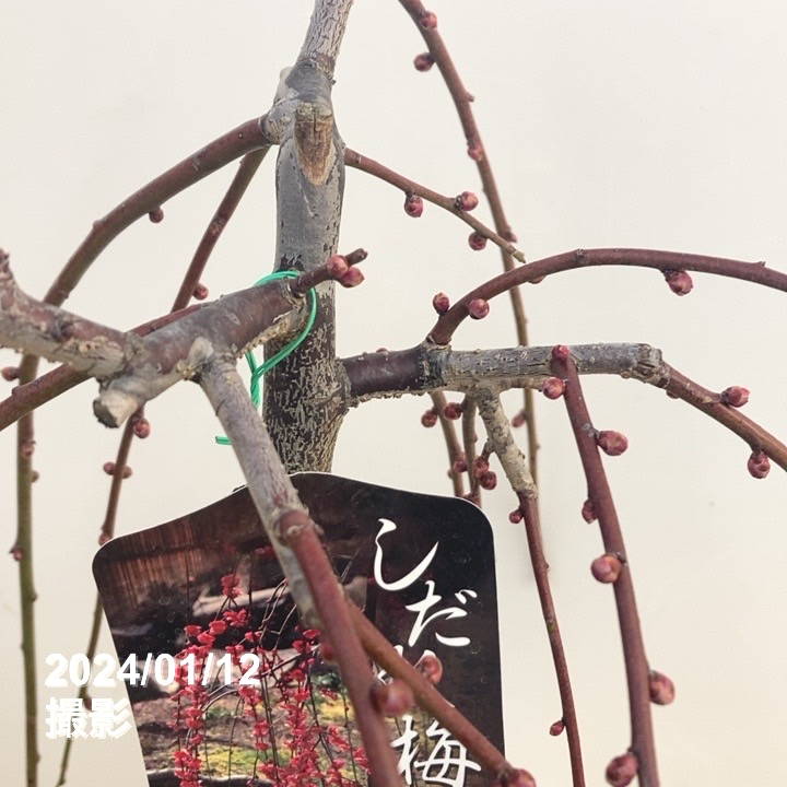 しだれ梅 赤 6号｜花木10-TU | 花木・庭木,サクラ・梅 | 赤塚植物園