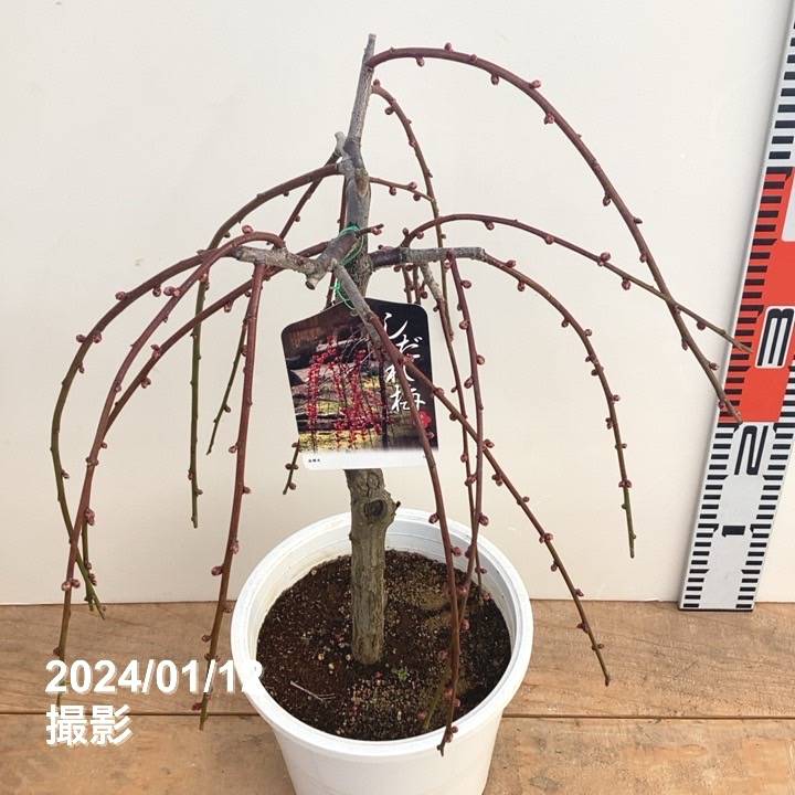 しだれ梅 赤 6号｜花木10-TU | 花木・庭木,サクラ・梅 | 赤塚植物園