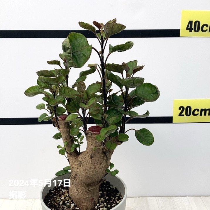 ポリシャス　ファビアン ポリシャス・ファビアン 8号 | Plants Shop Big Smile 通販
