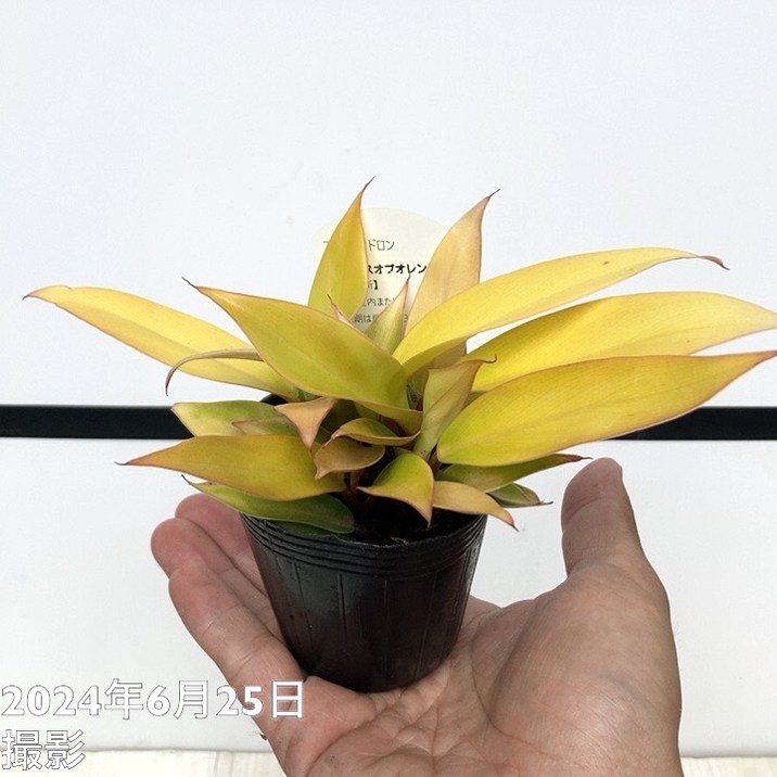 フィロデンドロン プリンセスオブオレンジ 2.5号|観葉04-PA | 観葉 フィロデンドロン プリンセスオブオレンジ 2.5号|観葉04-PA | 観葉