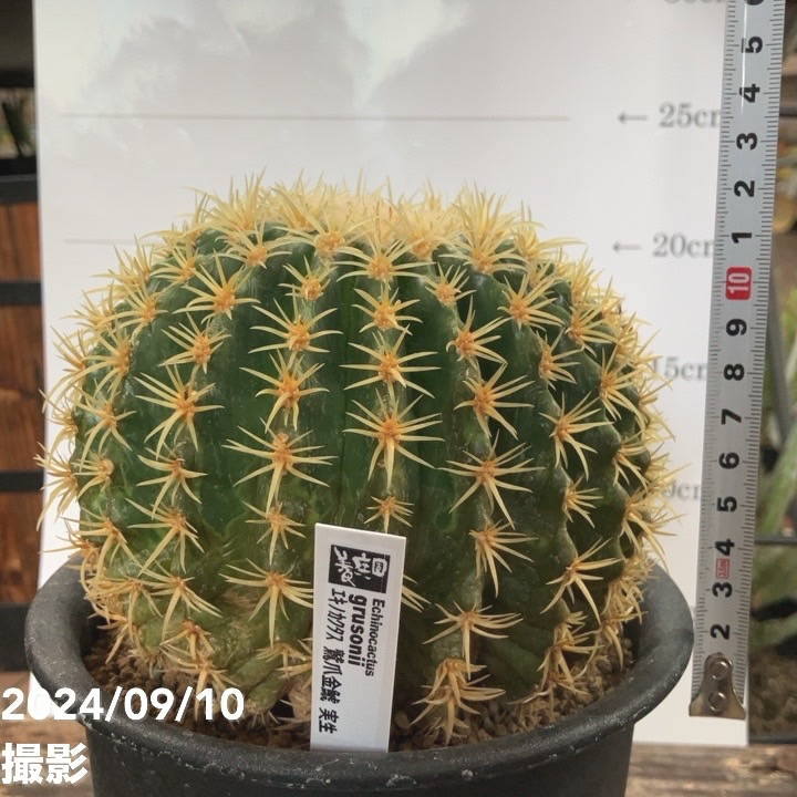 金鯱　サボテン　【大株】【A】 金鯱 サボテン 【大株】【A】 - メルカリ