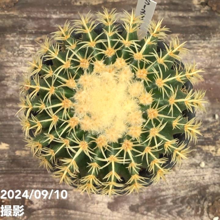 現品お届け】エキノカクタス 鷲爪金鯱 Echinocactus grusonii 実生 5号