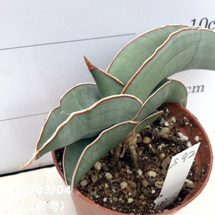 現品お届け】サンスベリア 3号 バナナ 生産鉢仕様（S92）｜観葉