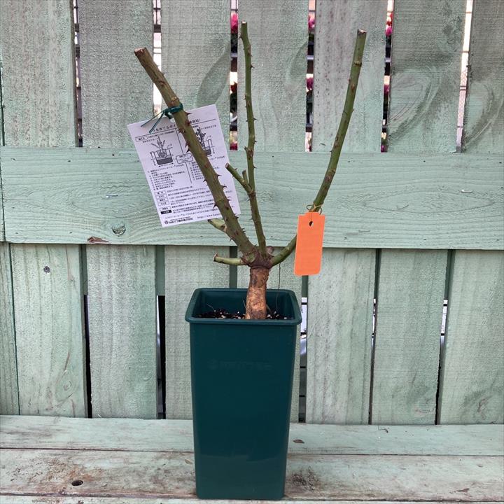 お取り置き✿四季咲きバラ苗✿ネコポス発送₊。ꕤ˚₊⊹挿し木✿あー・ヌ・1苗のみ お取り置き✿四季咲きバラ苗✿ネコポス発送₊。ꕤ˚₊⊹挿し木✿あー・ヌ