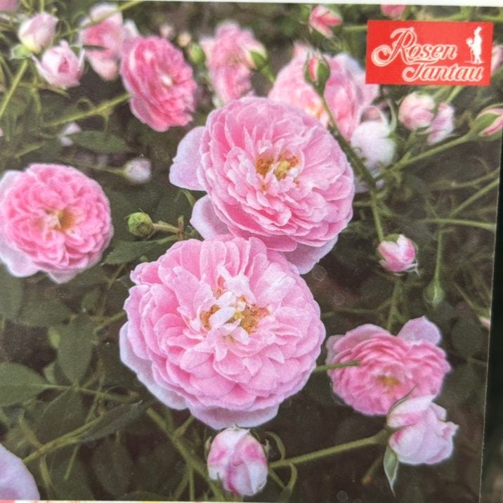 NEW】バラ大苗 サクラ クリスタル 4.5号ロングポット 京成バラ