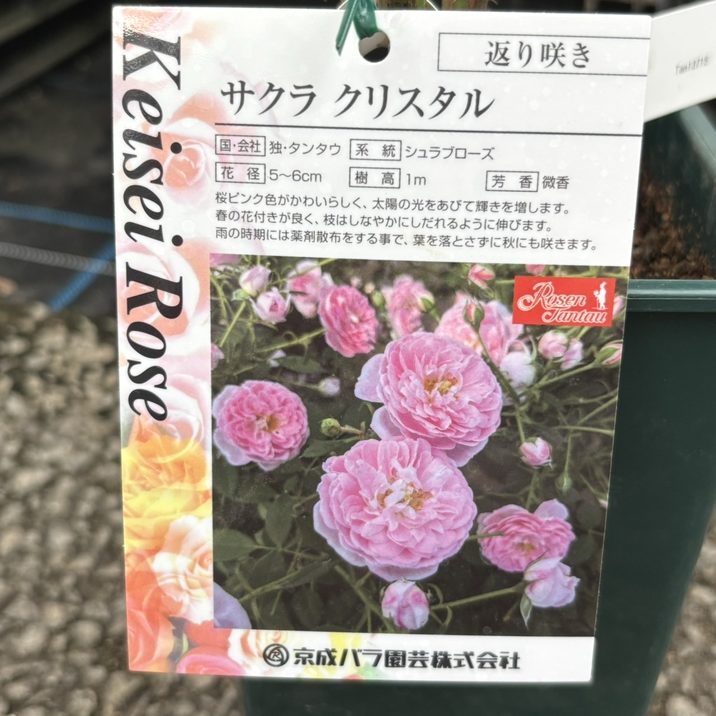 バラ大苗 サクラ クリスタル 4.5号ロングポット 京成バラ園芸｜花木04