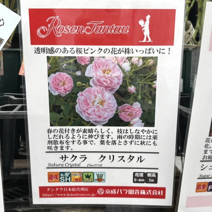 NEW】バラ大苗 サクラ クリスタル 4.5号ロングポット 京成バラ園芸