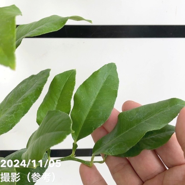 ベルガモット 5号ロングスリット鉢|柑橘|果樹04-PA