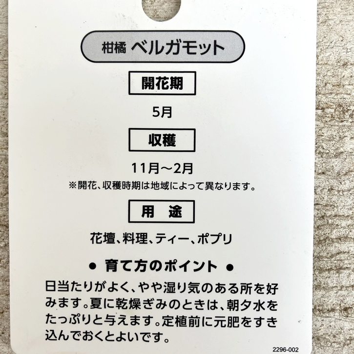 ベルガモット 5号ロングスリット鉢|柑橘|果樹04-PA