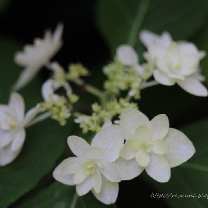 ヤマアジサイ 4号 白鳥 ハクチョウ（30）｜花木01-D1 | 赤塚植物園自社