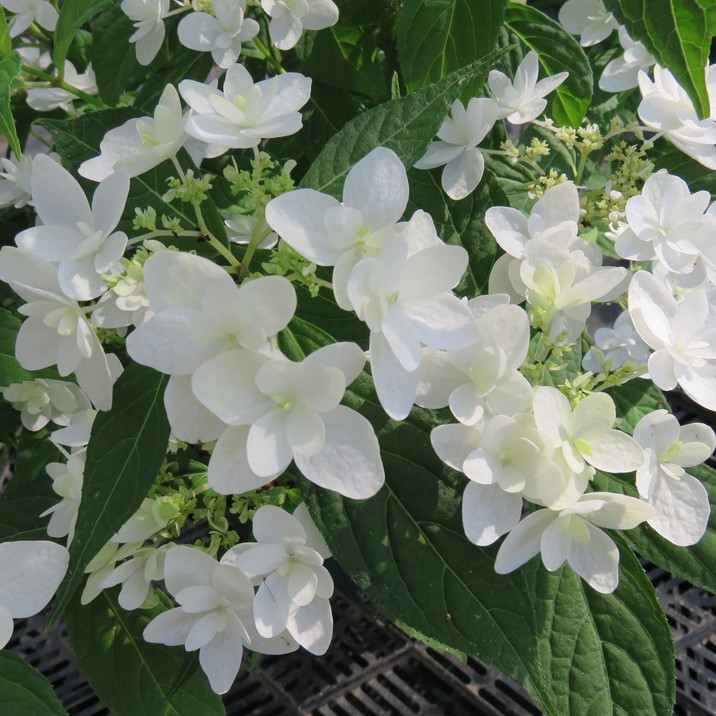 ヤマアジサイ 4号 白鳥 ハクチョウ（30）｜花木01-D1 | 赤塚植物園自社