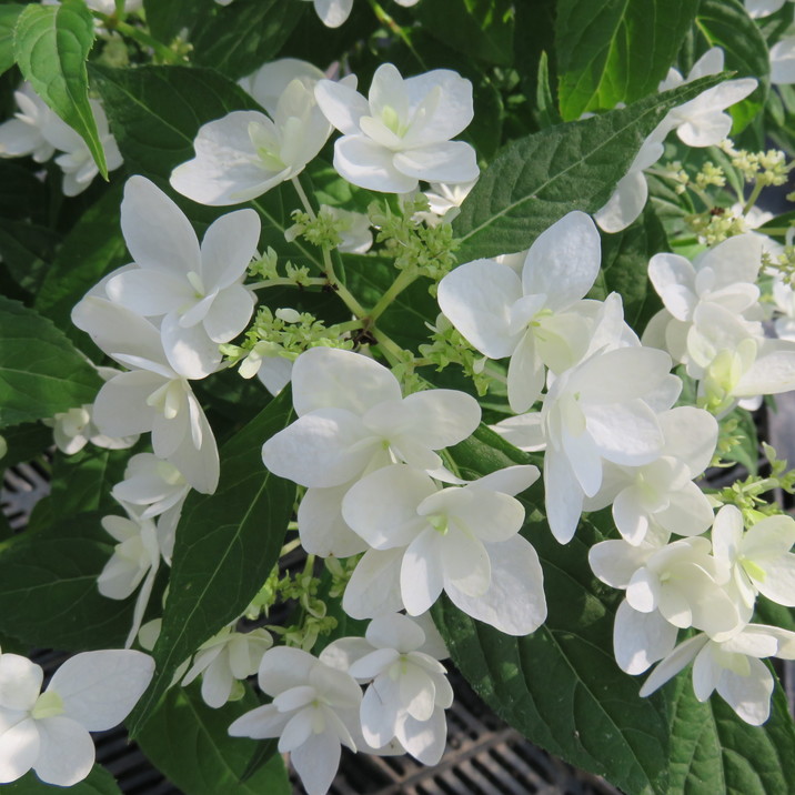 ヤマアジサイ 4号 白鳥 ハクチョウ（30）｜花木01-D1 | 赤塚植物園自社