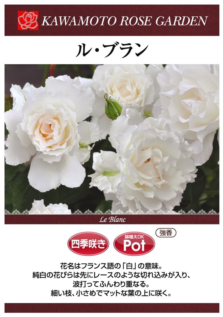 バラ大苗 ル・ブラン 7号ロングスリット鉢 河本バラ園｜花木04