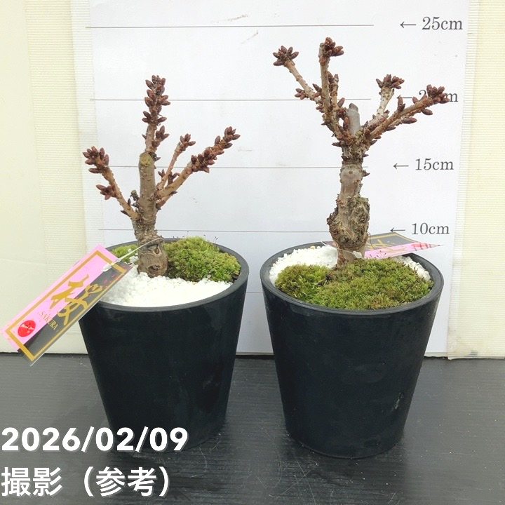 一才桜 旭山 4号|花木10-TU