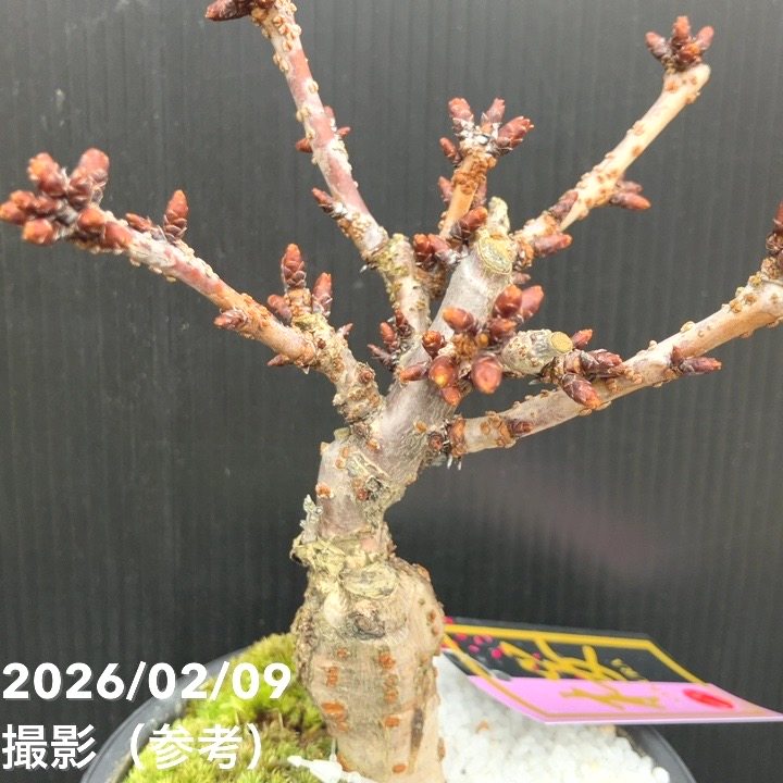 一才桜 旭山 4号|花木10-TU