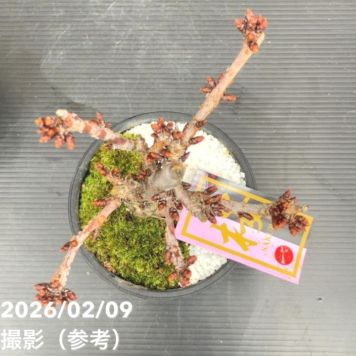 一才桜 旭山 4号｜花木10-TU | 花木・庭木,サクラ・梅 | 赤塚植物園