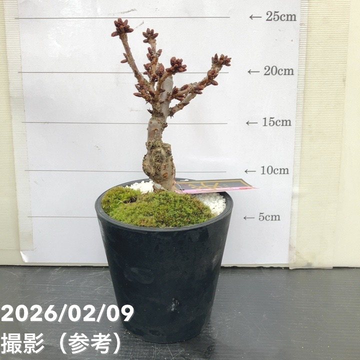 一才桜 旭山 4号|花木10-TU