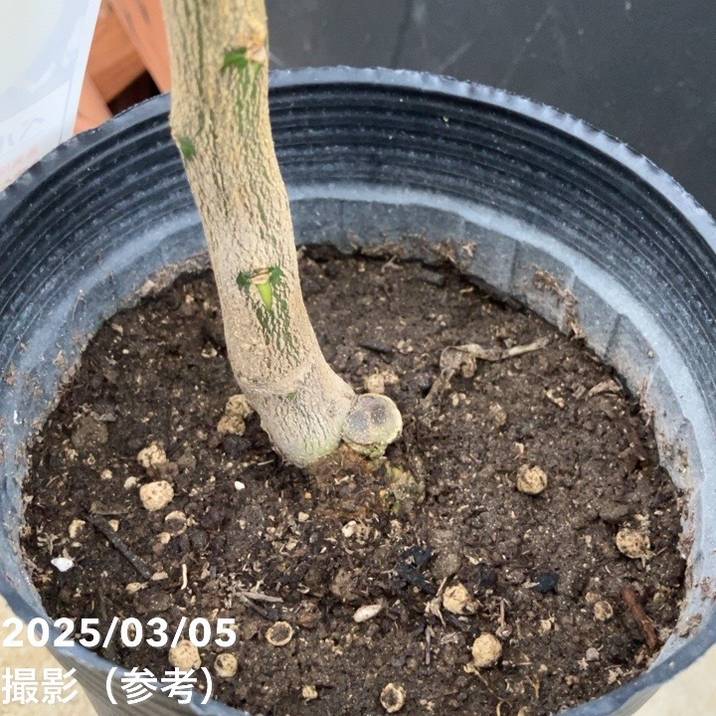 ベルガモット 5号ロングポット 2年生苗｜柑橘｜果樹04-PA | 果樹