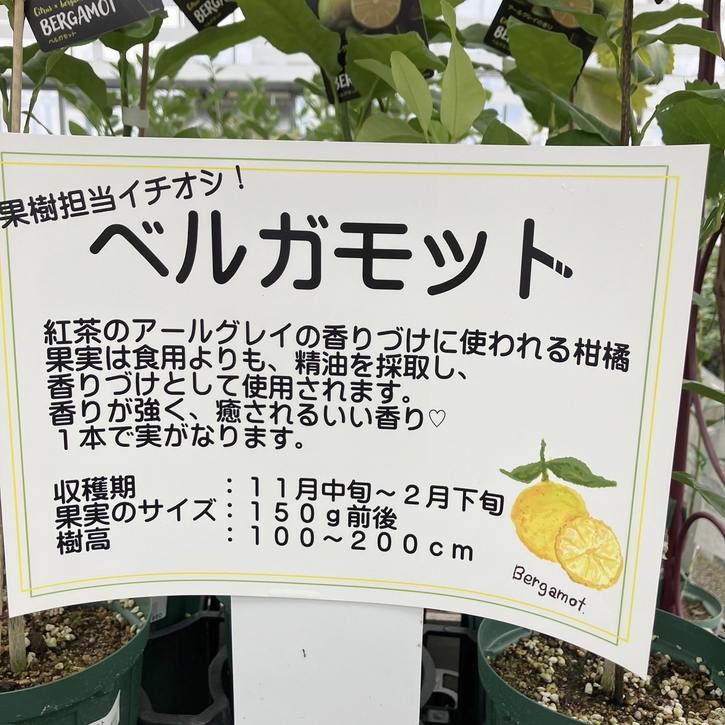 ベルガモット 5号ロングポット 2年生苗｜柑橘｜果樹04-PA | 果樹