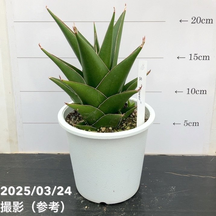 サンスベリア 4号 タワー Tower プラ鉢｜観葉02-D2 | 観葉・多肉