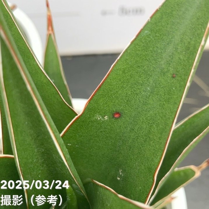 サンスベリア サンスベリア 3.5号角鉢 タワー Tower 6-7cmポット投げ込み仕様