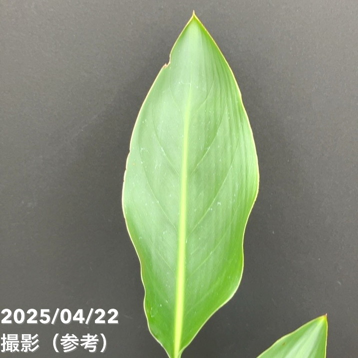 ストレリチア レギネ 4号｜観葉10-TU | 観葉・多肉 | 赤塚植物園