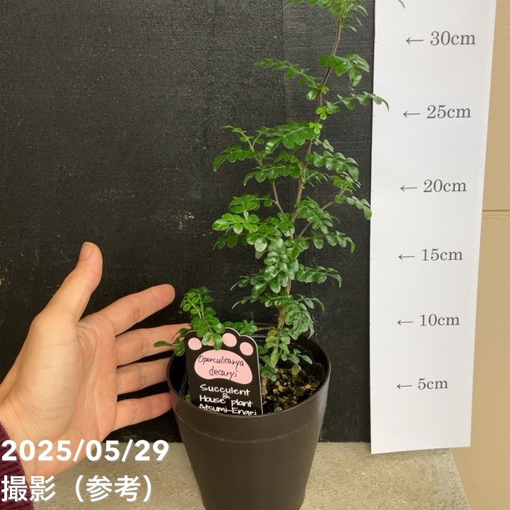 オペルクリカリア デカリー 4号｜観葉04-PA | 観葉・多肉 | 赤塚植物園