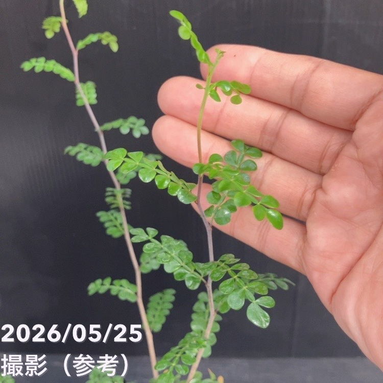 オペルクリカリア デカリー 4号｜観葉10-TU | 観葉・多肉 | 赤塚植物園