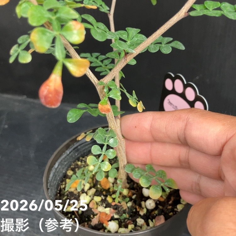 65周年記念セール】オペルクリカリア デカリー 4号｜観葉10-TU | 観葉