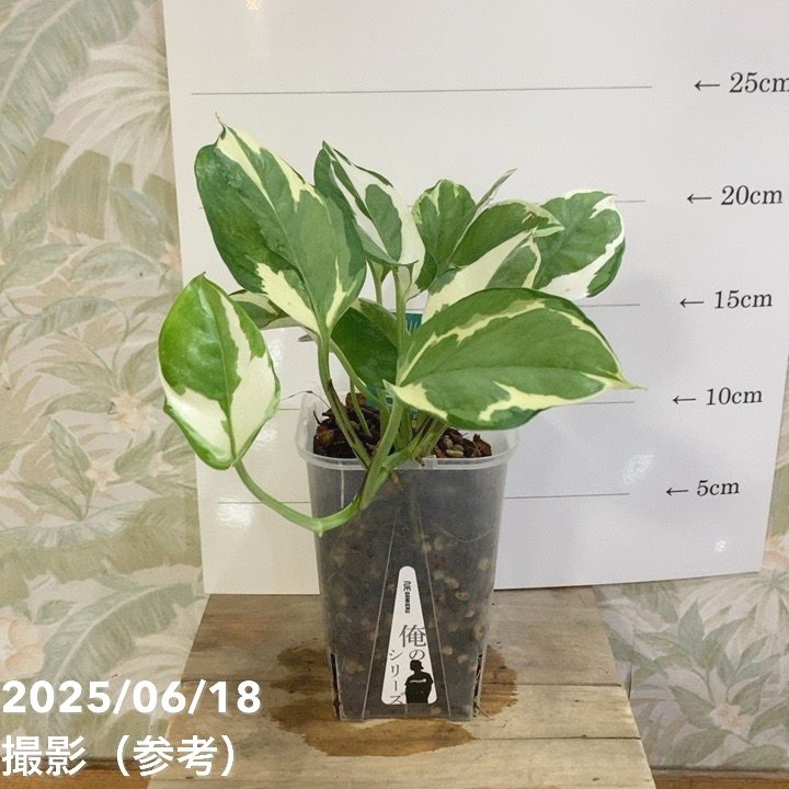 イートス 15ポンド　3オンス　新品未使用品 イートス 15ポンド 3オンス 新品未使用品 Yahoo!オークション